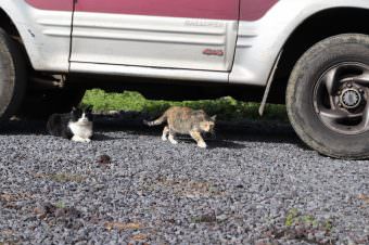 Current Campaign - Animais de Rua